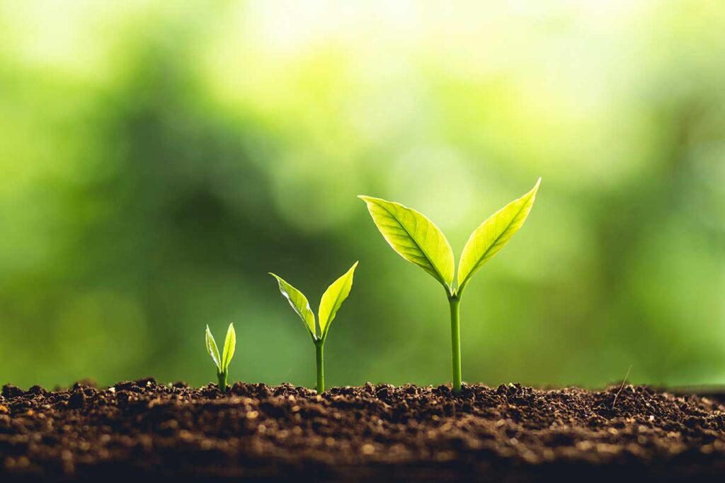 personal growth plant growing