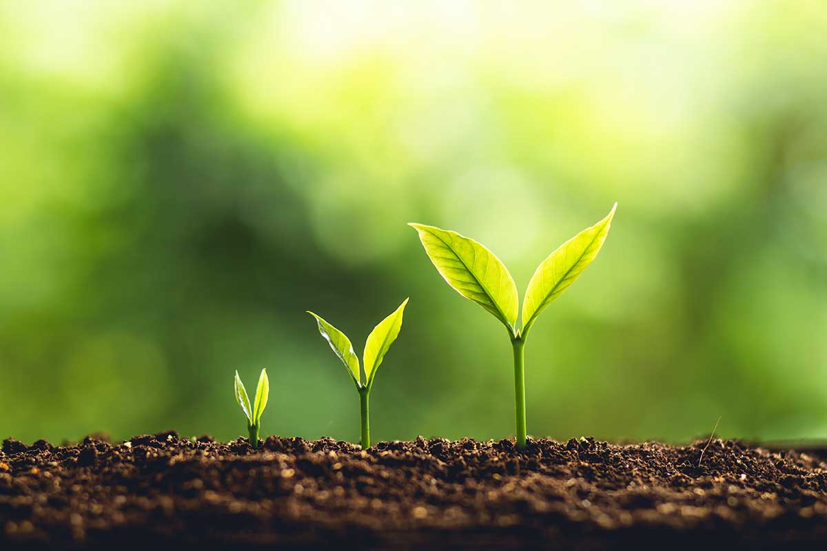 personal growth plant growing